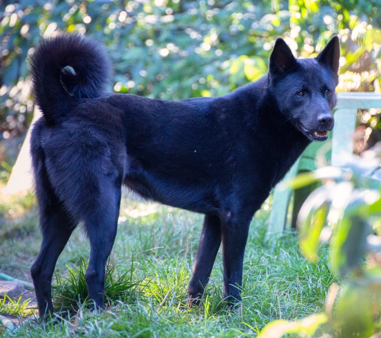 Moshae, a Canaan Dog tested with EmbarkVet.com