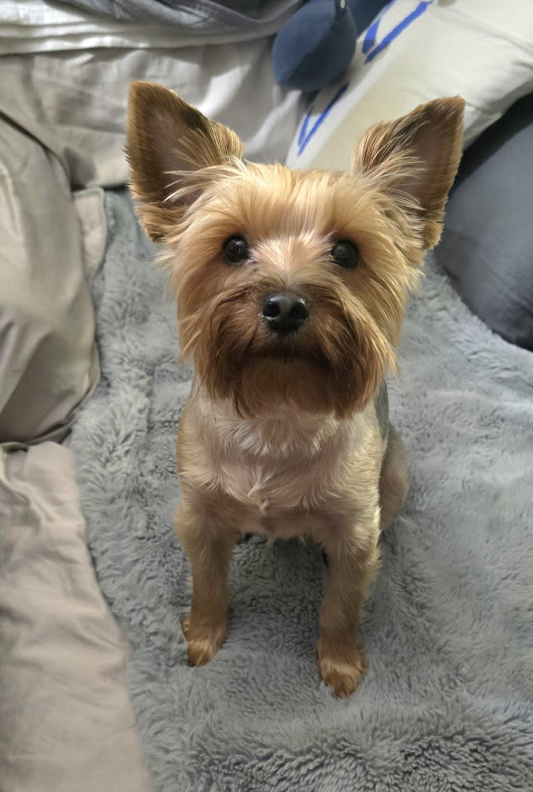 Charlie, a Yorkshire Terrier tested with EmbarkVet.com