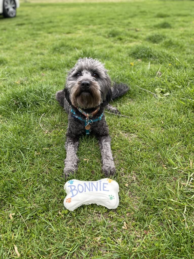 Bluebonnet, a Poodle (Small) and American Pit Bull Terrier mix tested with EmbarkVet.com