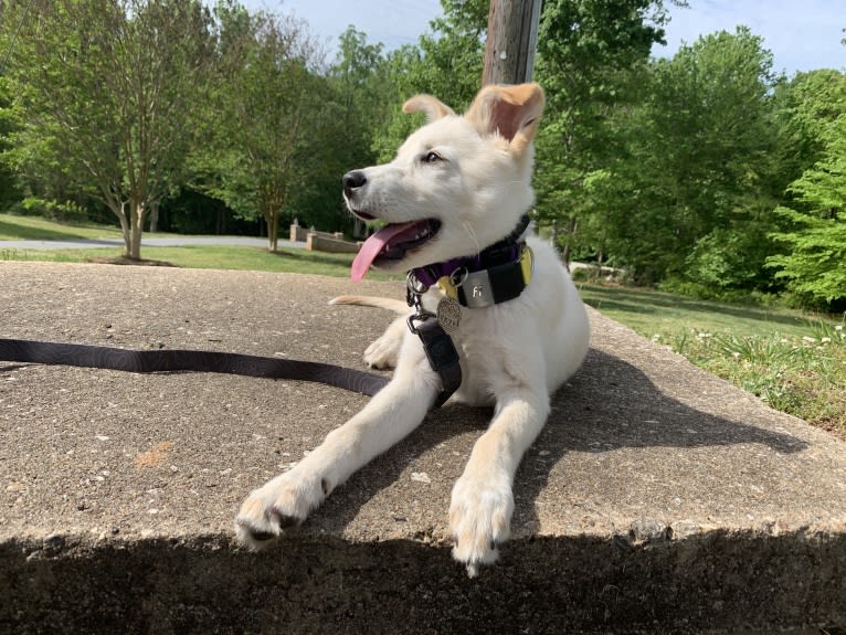 Skye, a Great Pyrenees and Australian Shepherd mix tested with EmbarkVet.com