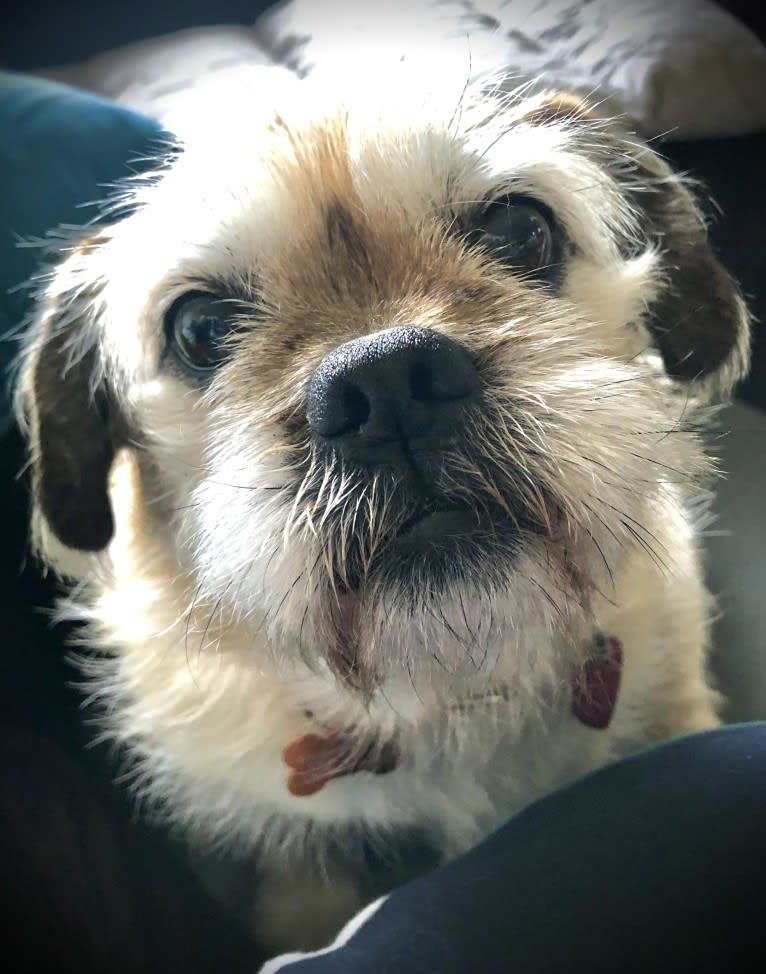Winston, a Pugapoo tested with EmbarkVet.com