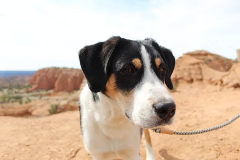 Beau, a Greater Swiss Mountain Dog and Great Pyrenees mix tested with EmbarkVet.com