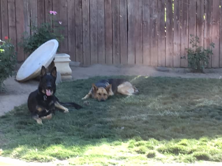 Lukas, a German Shepherd Dog and Australian Cattle Dog mix tested with EmbarkVet.com