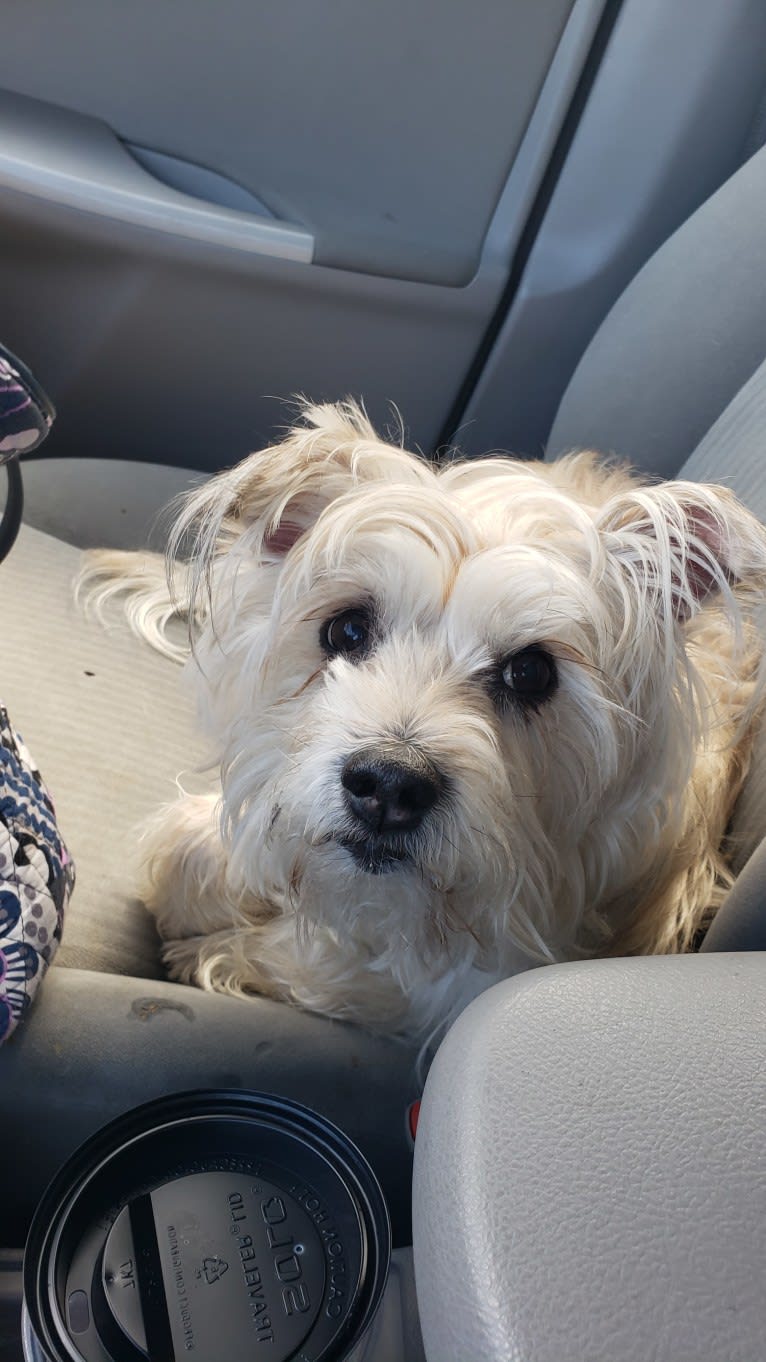 Oliver, a Miniature Schnauzer and Russell-type Terrier mix tested with EmbarkVet.com