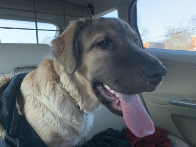 Valerie, an American Bulldog and Chinese Shar-Pei mix tested with EmbarkVet.com