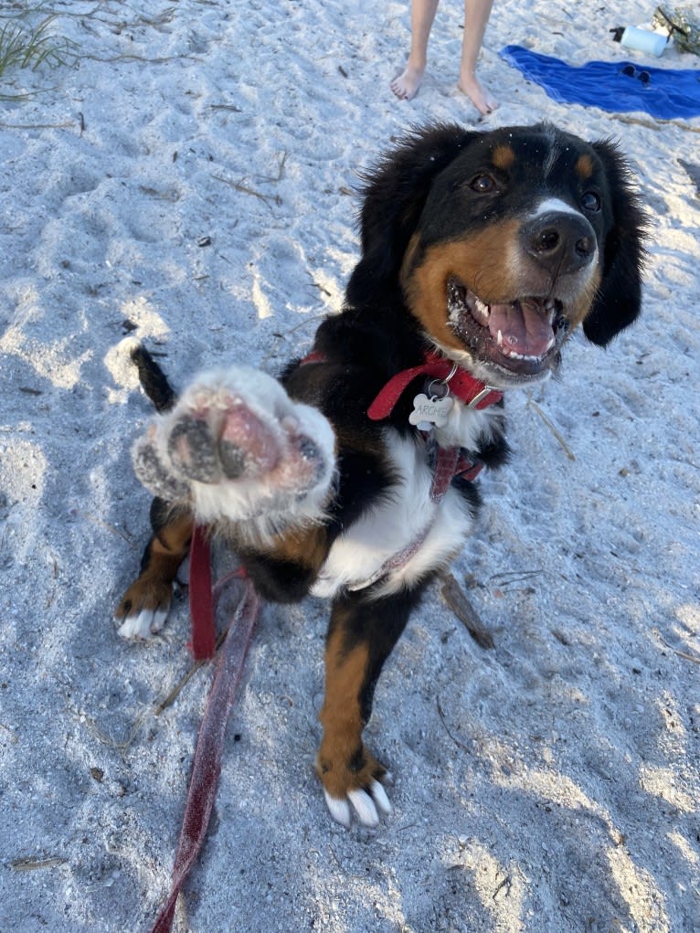 Archie, a Bernese Mountain Dog tested with EmbarkVet.com