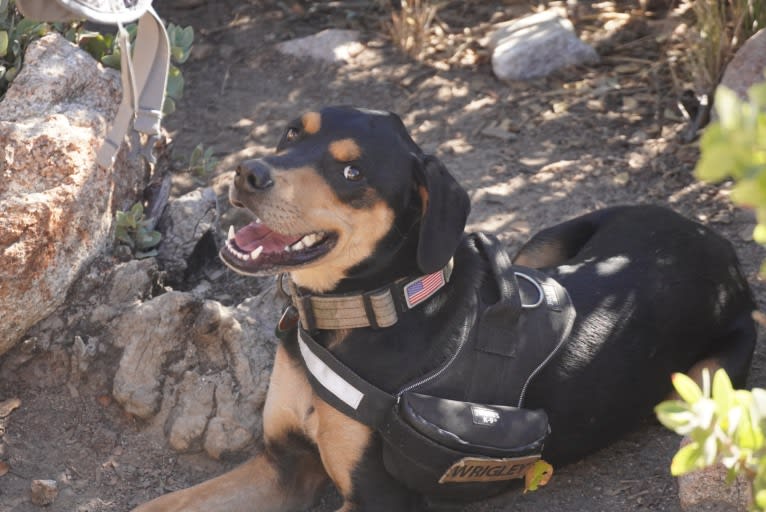 Wrigley, a Coonhound and Labrador Retriever mix tested with EmbarkVet.com