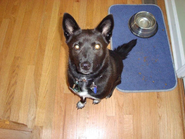 Fox, a Chow Chow and Australian Cattle Dog mix tested with EmbarkVet.com