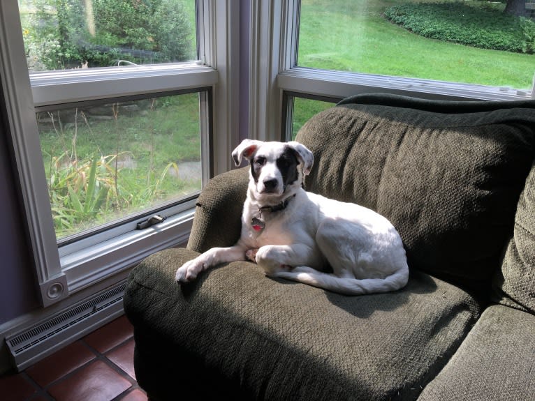 Hugo, an American Pit Bull Terrier and German Shepherd Dog mix tested with EmbarkVet.com