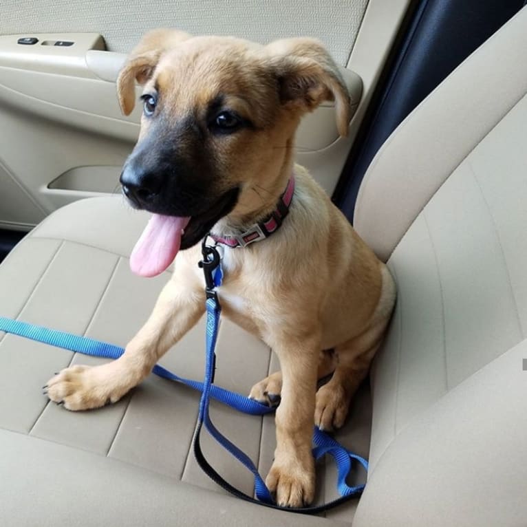 Max, a German Shepherd Dog and Rat Terrier mix tested with EmbarkVet.com