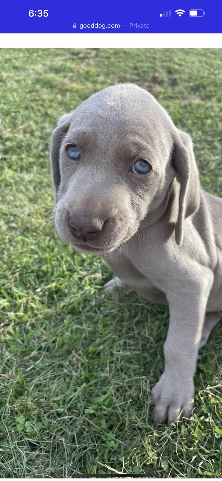 Apollo, a Weimaraner tested with EmbarkVet.com