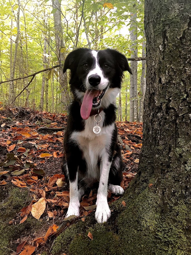 Phénix, a Border Collie and Boxer mix tested with EmbarkVet.com