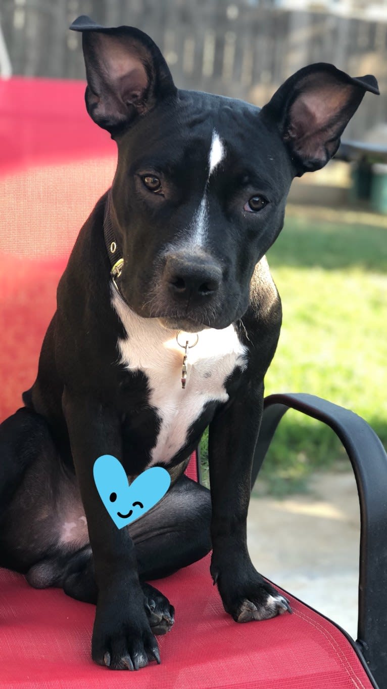 Mickey, an American Bully tested with EmbarkVet.com