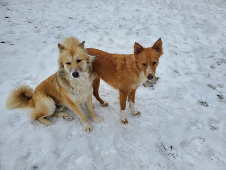 Antosha, an Arabian Village Dog tested with EmbarkVet.com