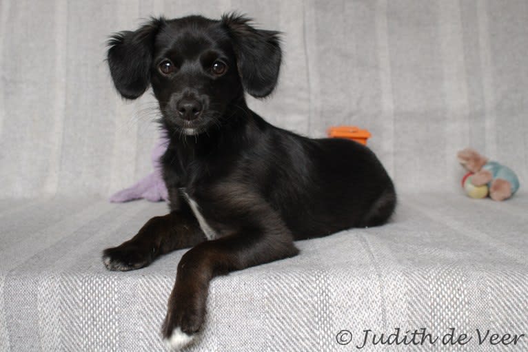 Keezzy, a Chinese Crested and Poodle (Small) mix tested with EmbarkVet.com