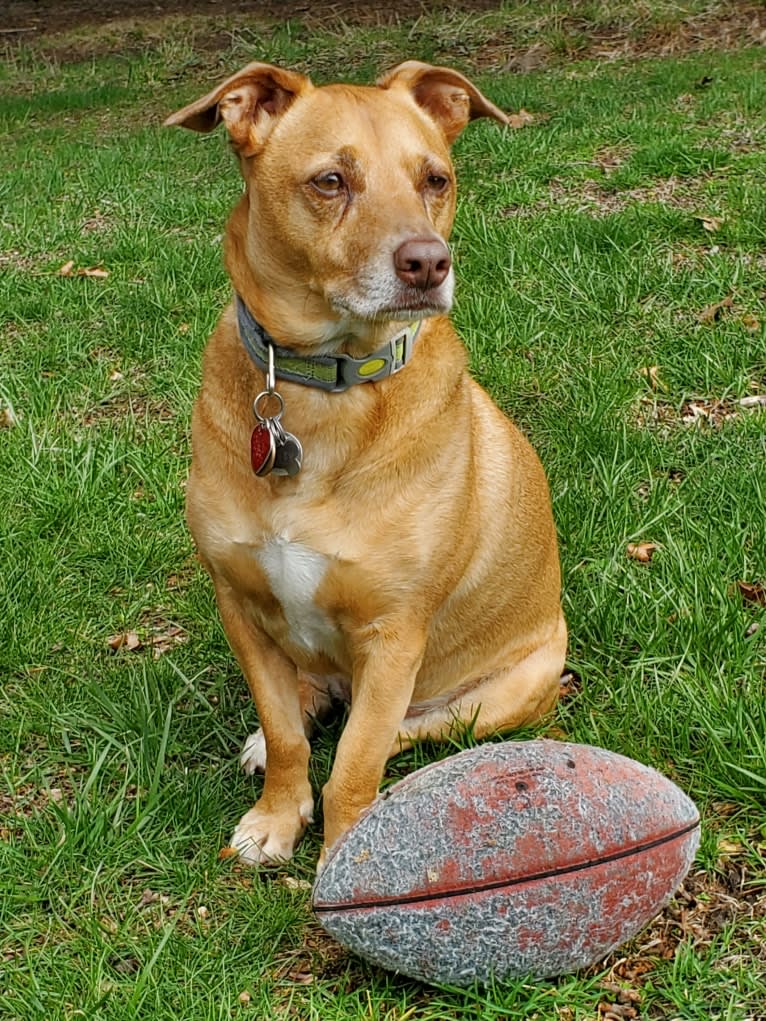 Hadley, a Chihuahua and American Pit Bull Terrier mix tested with EmbarkVet.com