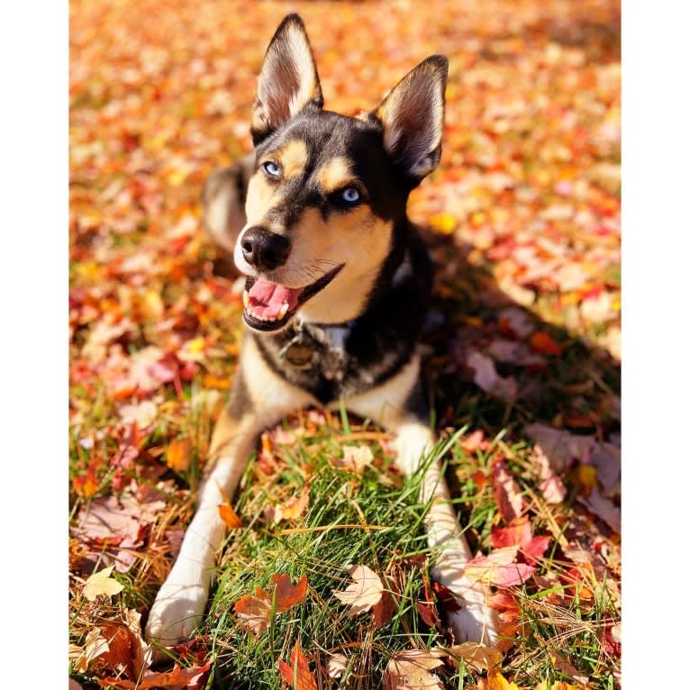 Milo, a Siberian Husky and Rat Terrier mix tested with EmbarkVet.com