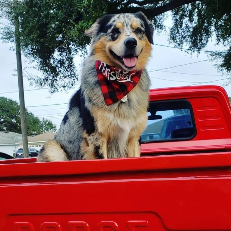 Dodge, an Australian Shepherd tested with EmbarkVet.com