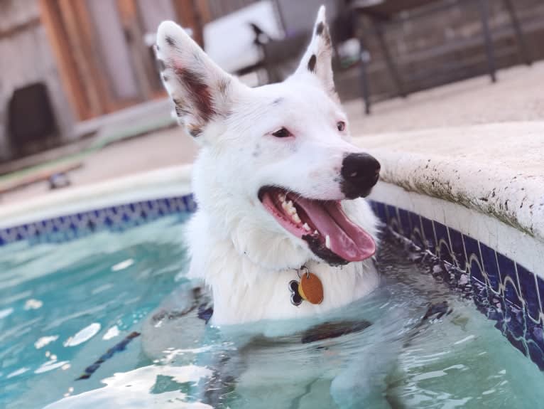 Finn, an Australian Cattle Dog and Australian Shepherd mix tested with EmbarkVet.com