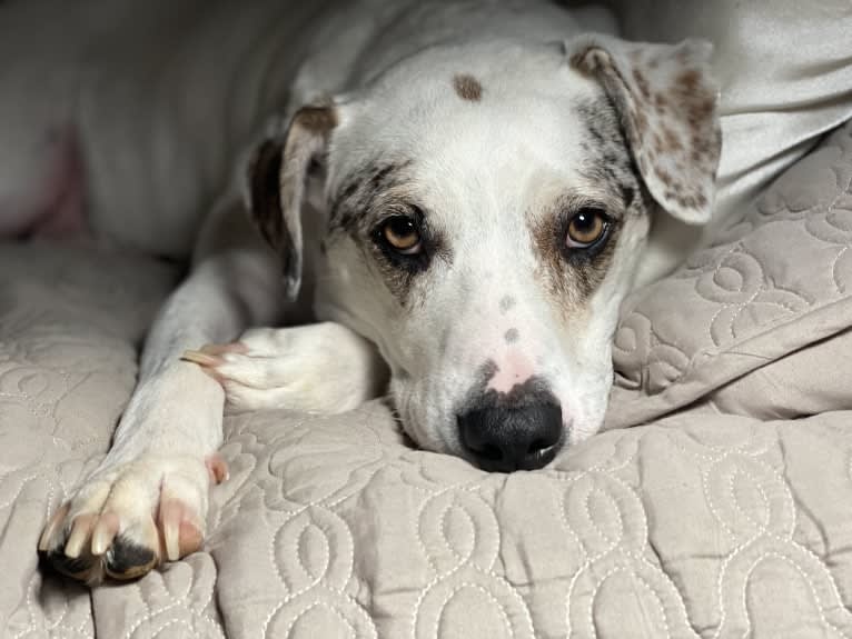 Picnic, an Australian Cattle Dog and Australian Shepherd mix tested with EmbarkVet.com