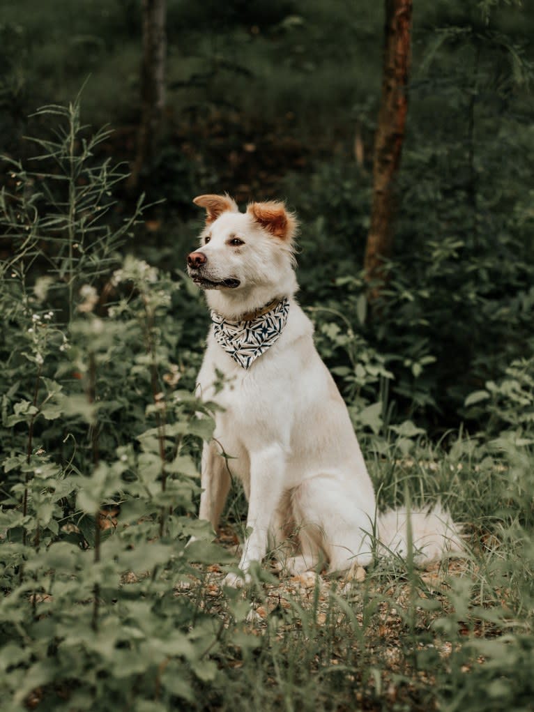 BeiBei, a Hong Kong Village Dog tested with EmbarkVet.com