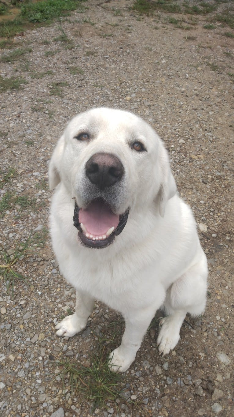 Aladdin, a Great Pyrenees tested with EmbarkVet.com