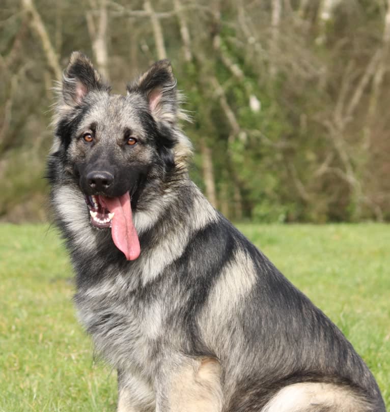 Siriüs, a German Shepherd Dog tested with EmbarkVet.com