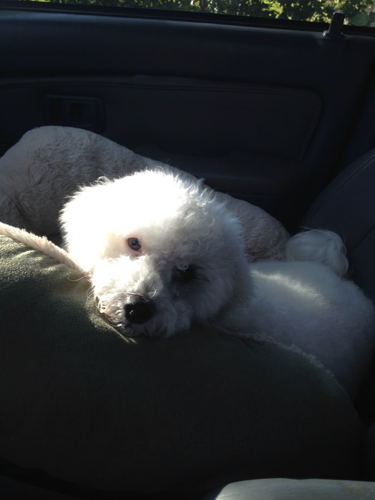 Sophia, a Poodle (Small) and Pekingese mix tested with EmbarkVet.com