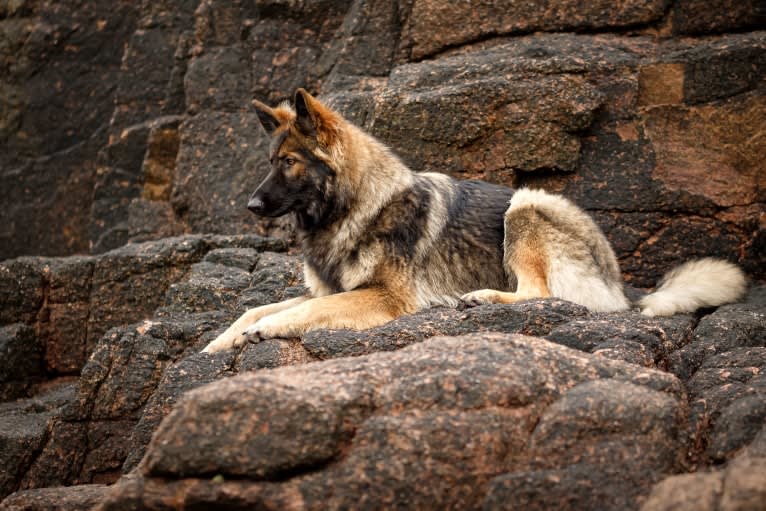 Fëalócëllen Eltänin, a German Shepherd Dog tested with EmbarkVet.com