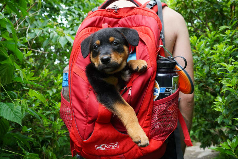 Gimli, an Australian Cattle Dog and Rottweiler mix tested with EmbarkVet.com