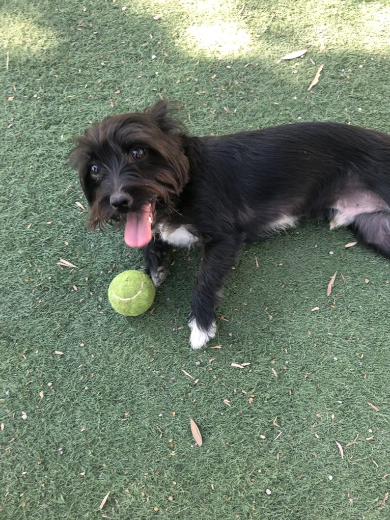 Skippy, a Yorkshire Terrier and Chihuahua mix tested with EmbarkVet.com