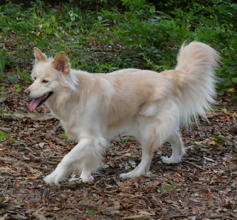 Roxy, a Siberian Husky and Labrador Retriever mix tested with EmbarkVet.com