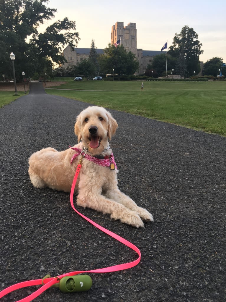 Sandy, a Goldendoodle tested with EmbarkVet.com