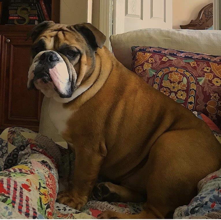 Dubya Gene, a Bulldog tested with EmbarkVet.com