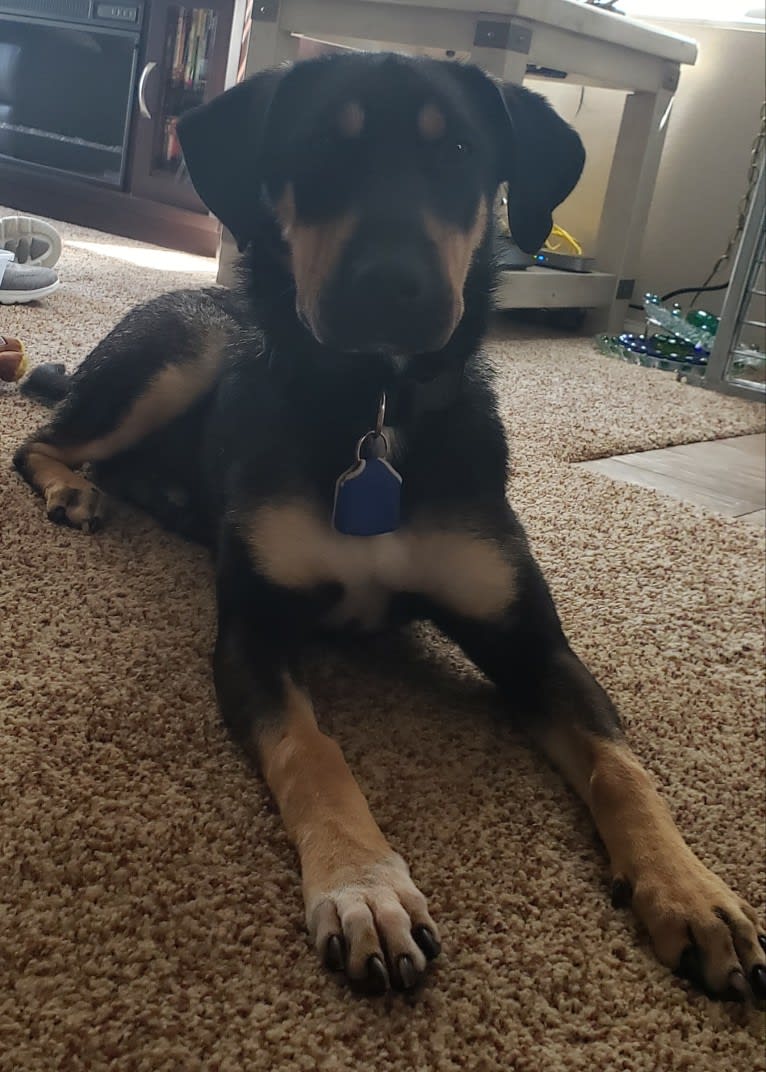 Stanley, a Siberian Husky and Australian Cattle Dog mix tested with EmbarkVet.com