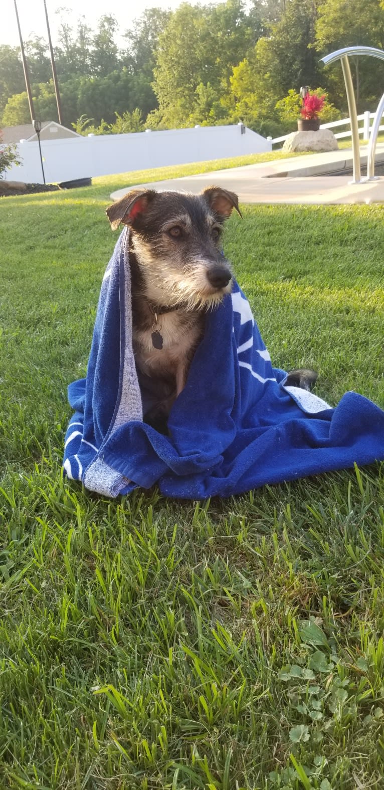 Dexter, a Miniature Schnauzer and Australian Cattle Dog mix tested with EmbarkVet.com