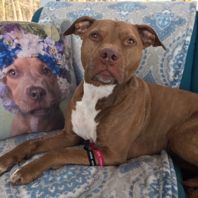 Blueberry, an American Pit Bull Terrier and American Staffordshire Terrier mix tested with EmbarkVet.com