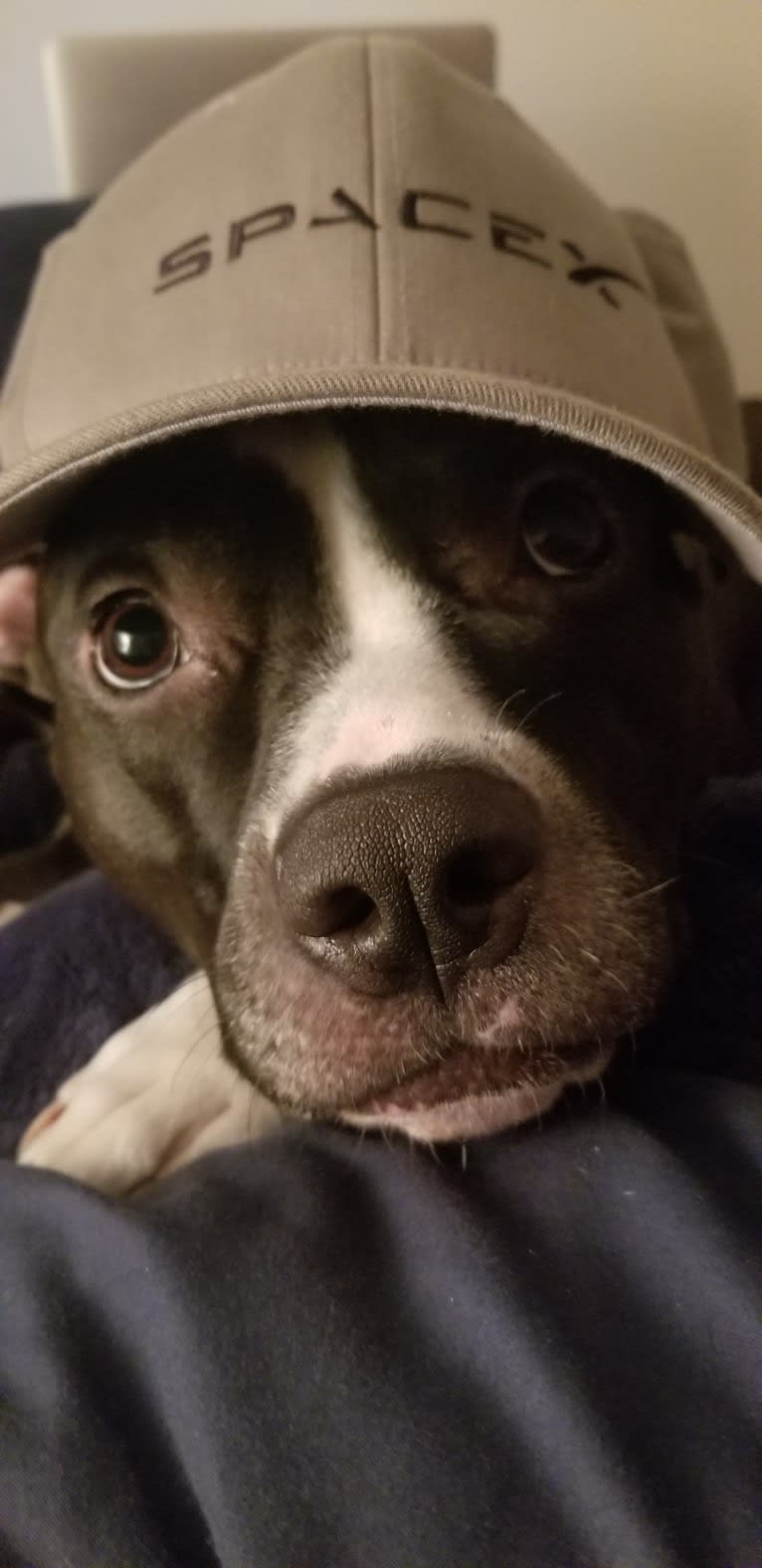 Dany, an American Pit Bull Terrier tested with EmbarkVet.com