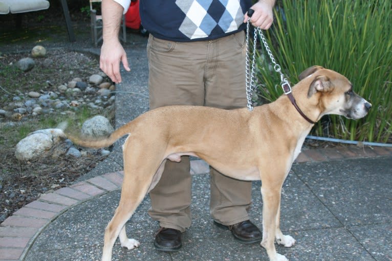 Jack, a German Shepherd Dog and American Pit Bull Terrier mix tested with EmbarkVet.com