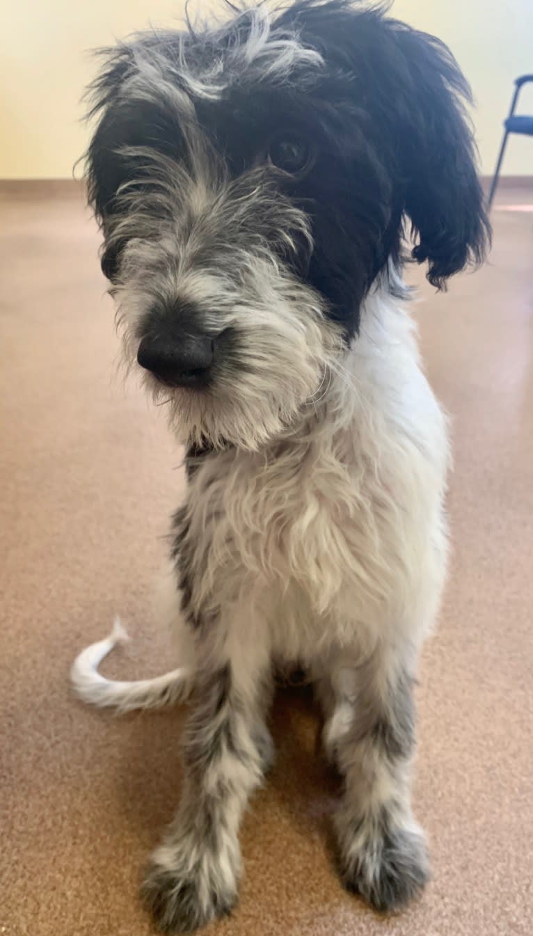 Gabby, a Saluki and Poodle (Standard) mix tested with EmbarkVet.com