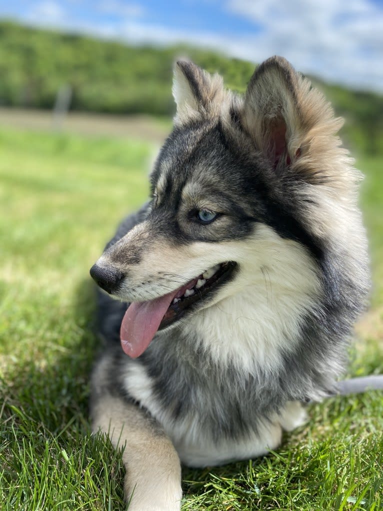 Sapphire, a Pomsky tested with EmbarkVet.com