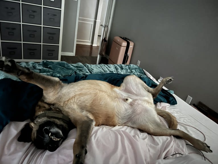 Whiskey, a Belgian Malinois and German Shepherd Dog mix tested with EmbarkVet.com