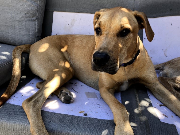 Dudley, a Great Dane and Bullmastiff mix tested with EmbarkVet.com