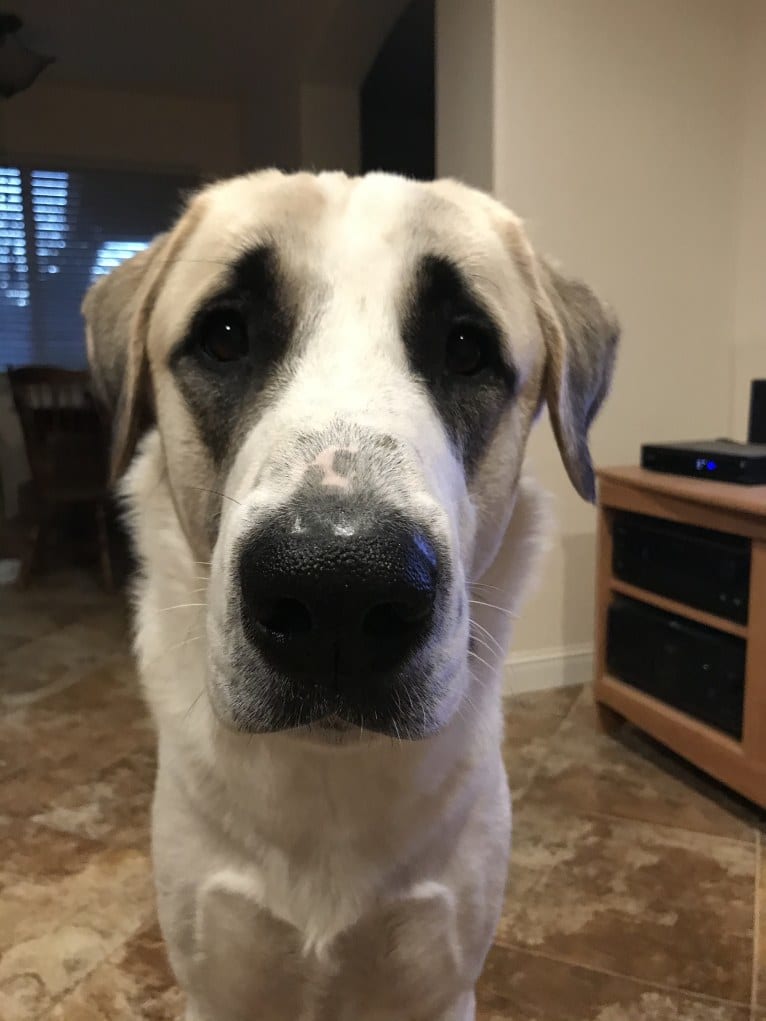 Rocket, an Anatolian Shepherd Dog tested with EmbarkVet.com