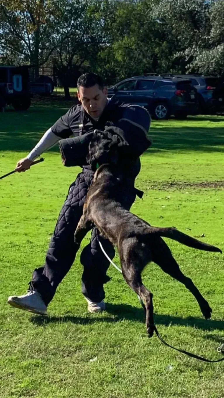 Static, a Dutch Shepherd tested with EmbarkVet.com