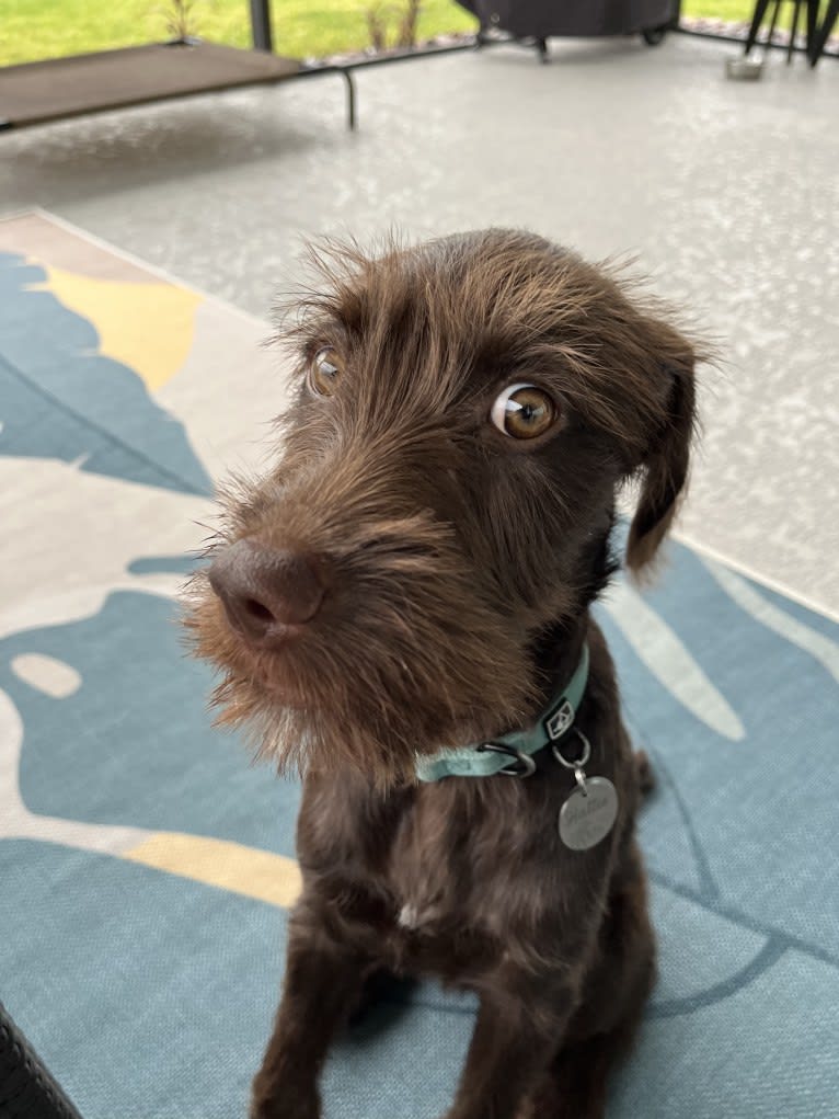 Hattie, a Pudelpointer tested with EmbarkVet.com