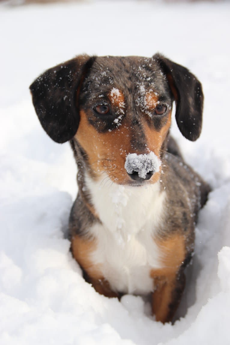 Muppy, a Border Collie and Dachshund mix tested with EmbarkVet.com