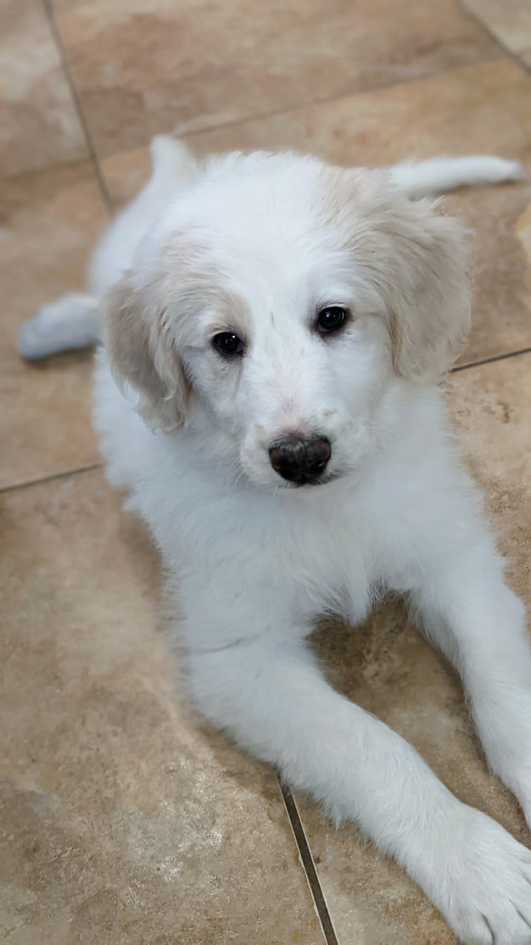 Luna, a Great Pyrenees and Poodle (Standard) mix tested with EmbarkVet.com