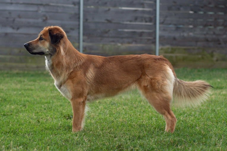 Journey, a Chinese Village Dog tested with EmbarkVet.com