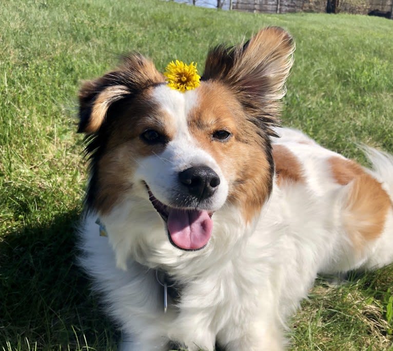 Cooper, an Australian Cattle Dog and Shih Tzu mix tested with EmbarkVet.com